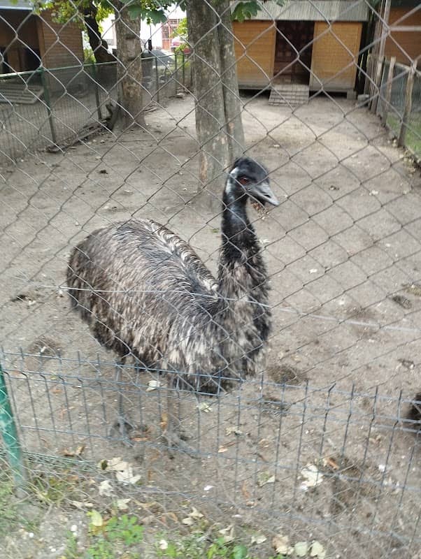 Minizoo - Image 1