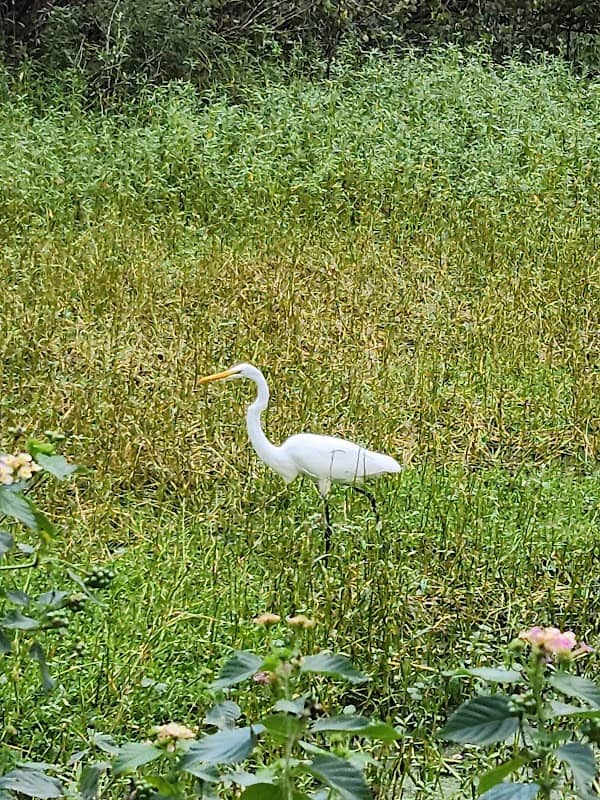 Egan's Creek Greenway Trail - Image 1