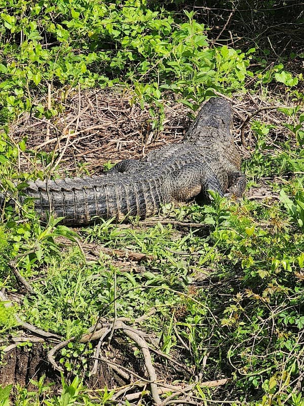 Egan's Creek Greenway Trail - Image 2