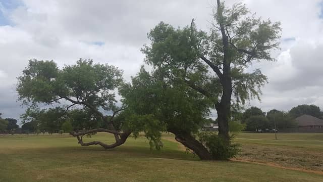 Willow Creek Paw Park - Image 2