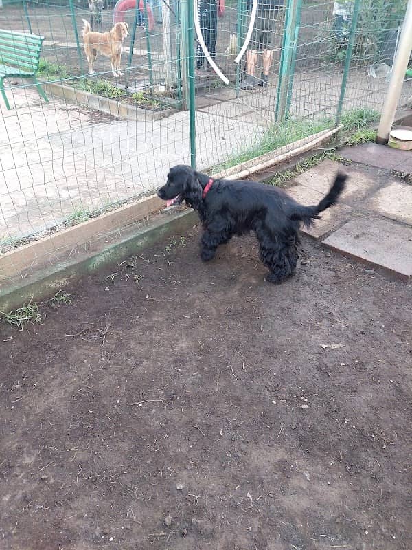 Dog Park San Gregorio - Image 2