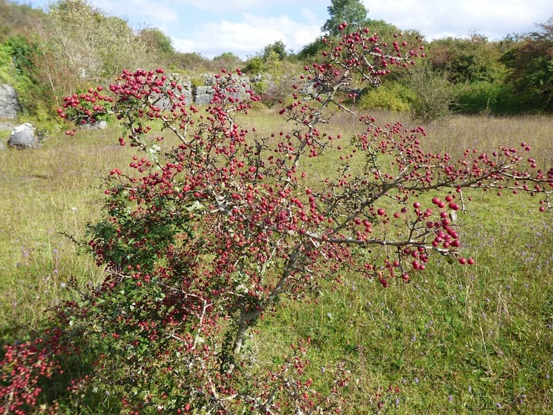 Old Quarry - Image 2