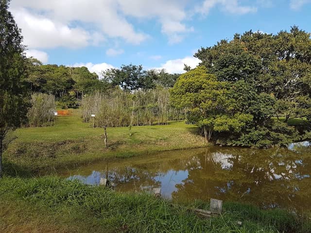 Horto Florestal de Guarulhos - Água Azul - Image 2