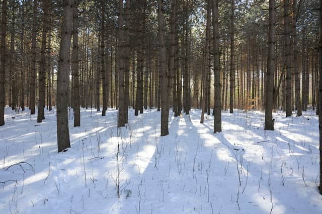 Munn Tract Reserve - Image 1