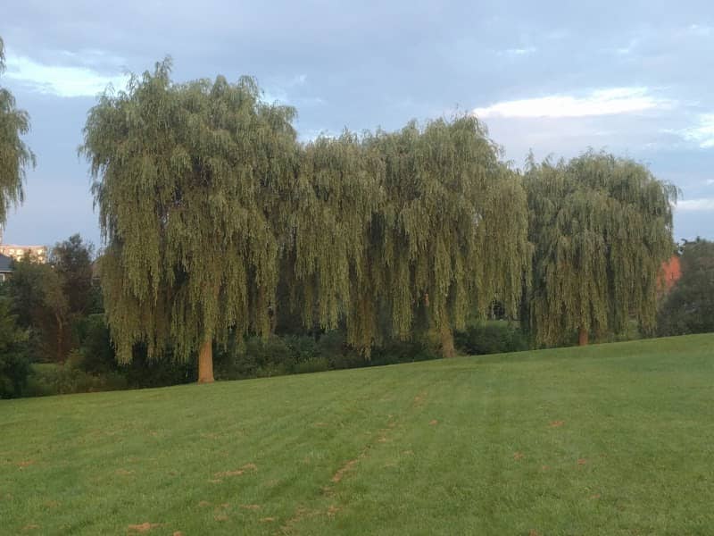 Fallingbrook Park - Image 2