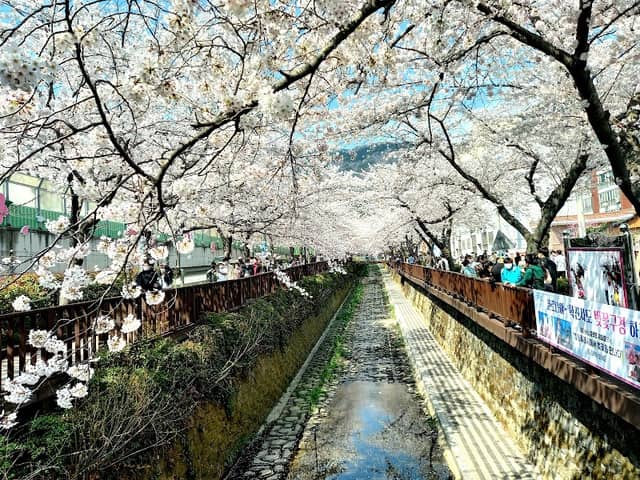 벚꽃공원 - Image 1