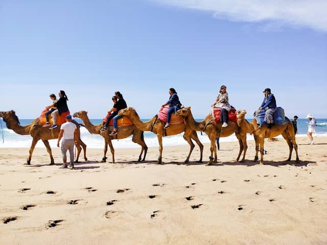 Dromedary Spot - Image 1