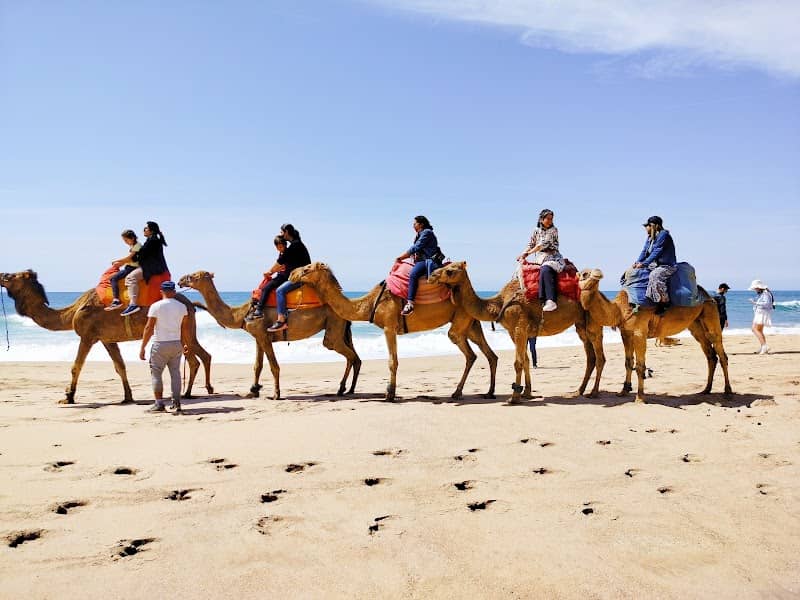 Dromedary Spot - Image 1