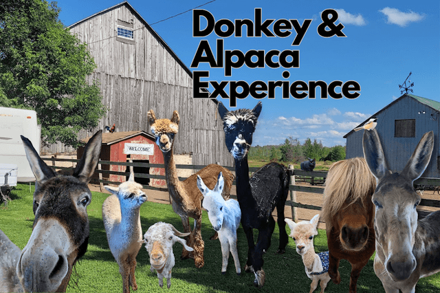 Donkey and Alpaca Experience - Image 1