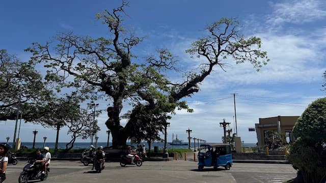 Soulmate Tree - Image 1