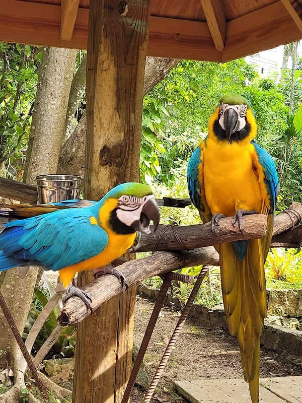 Ardastra Gardens & Wildlife Conservation Centre - Image 3