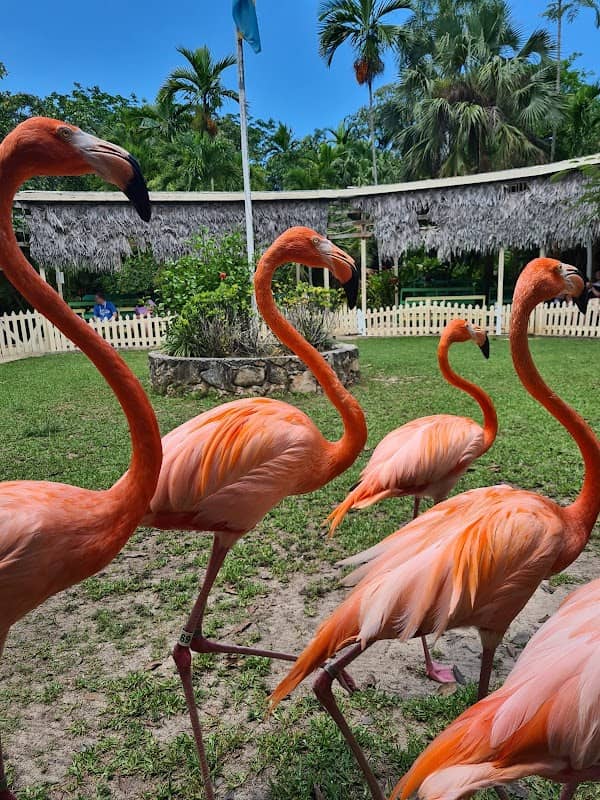 Ardastra Gardens & Wildlife Conservation Centre - Image 2