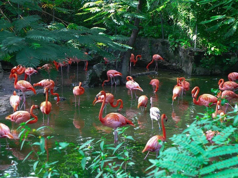 Ardastra Gardens & Wildlife Conservation Centre - Image 1