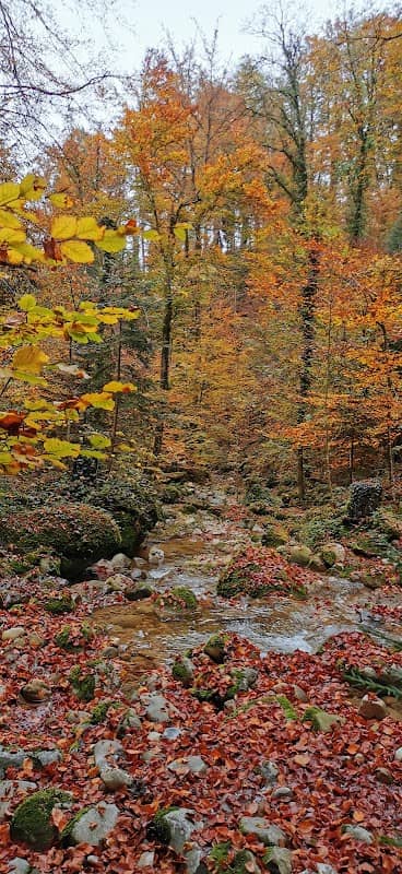 Mülibachwald - Image 1