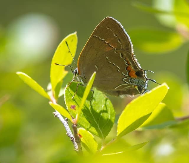 Plank Road State Forest - Image 2