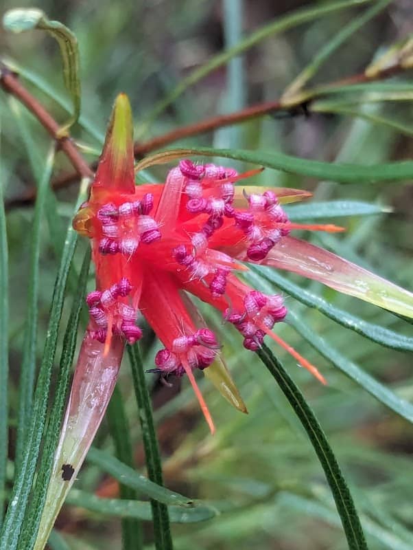 Ulladulla Wildflower Reserve - Image 1