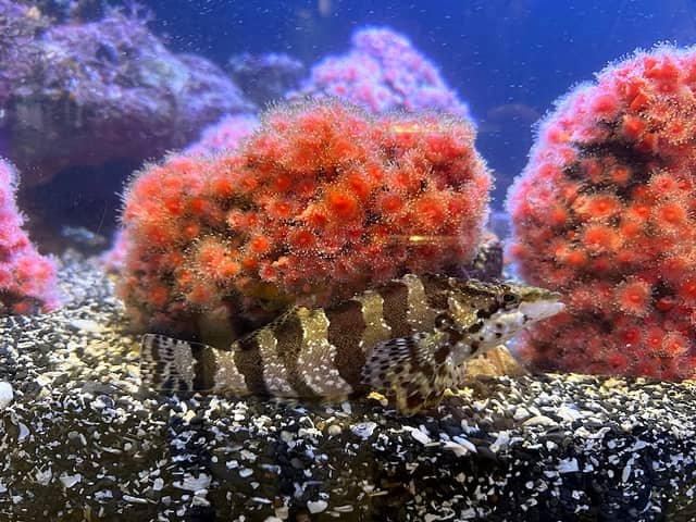 Ucluelet Aquarium - Image 2