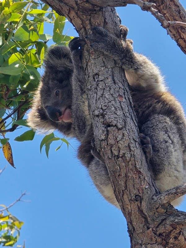 Mikkira Koala Sanctuary - Image 1