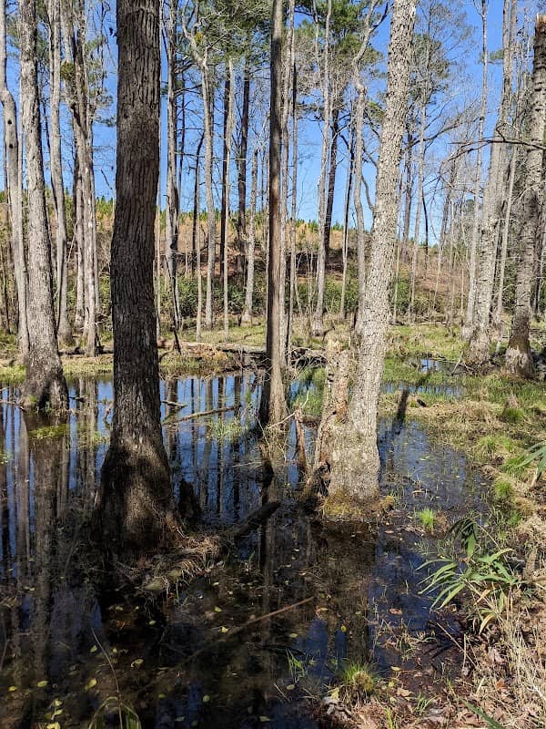 Manchester State Forest - Image 1