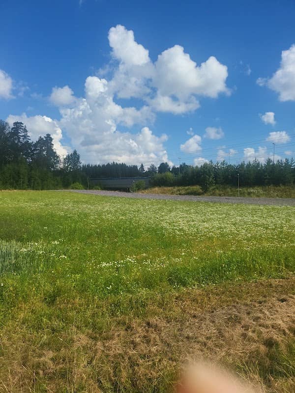 Sunflower field - Image 2