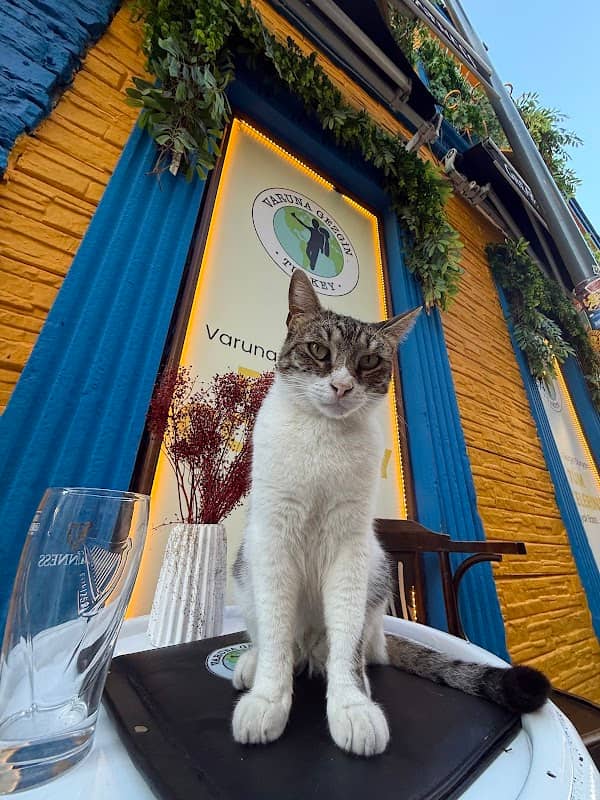 Varuna Cat (Samet) - Image 2