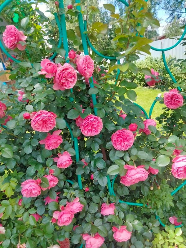 Berezovaya Roshcha - Image 1