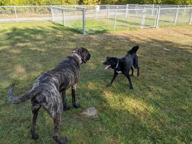 Trenton Park Dog Park - Image 1