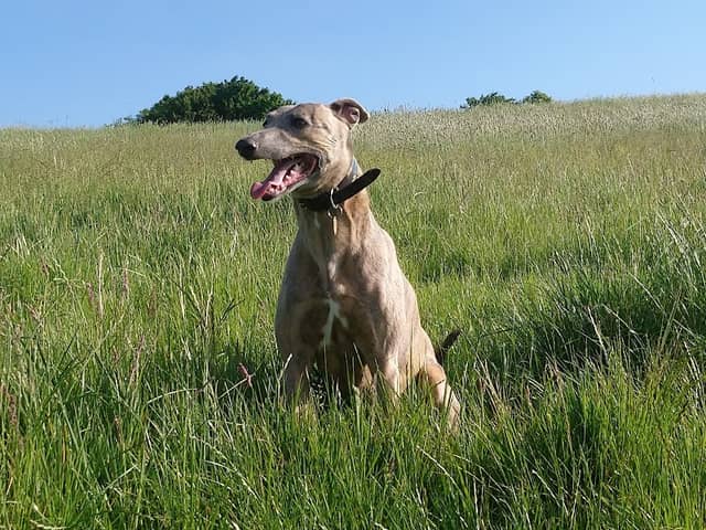 Great Bowden Fields - Image 2