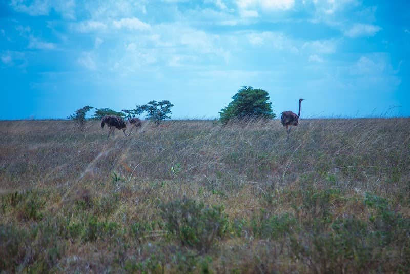 Impala Observation Point & Picnic Site - Image 2