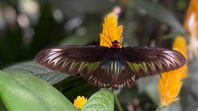 Butterfly Garden - Image 2