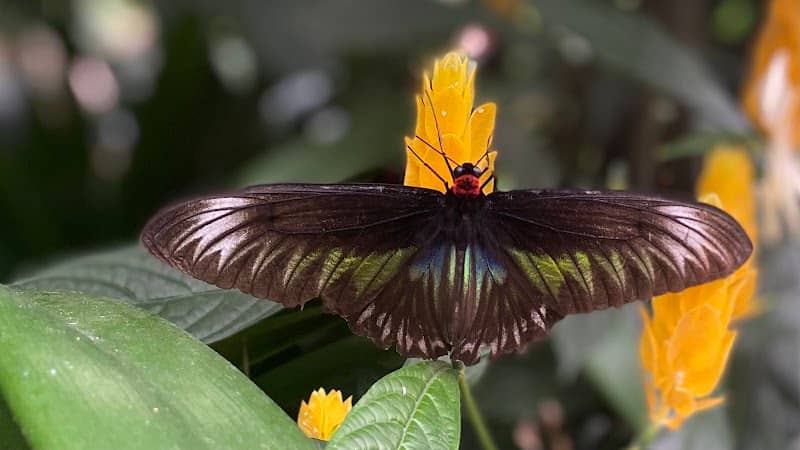 Butterfly Garden - Image 2