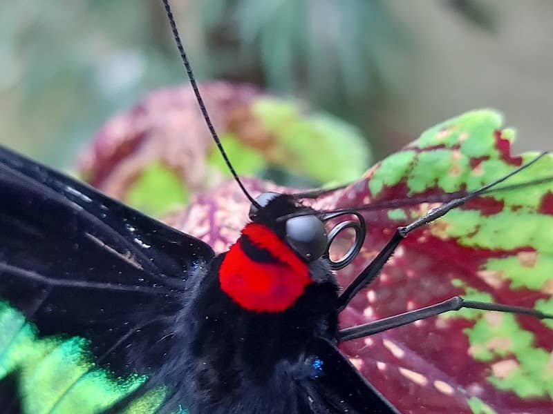 Butterfly Garden - Image 1