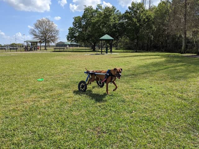 Diogi Dog Park - Image 1