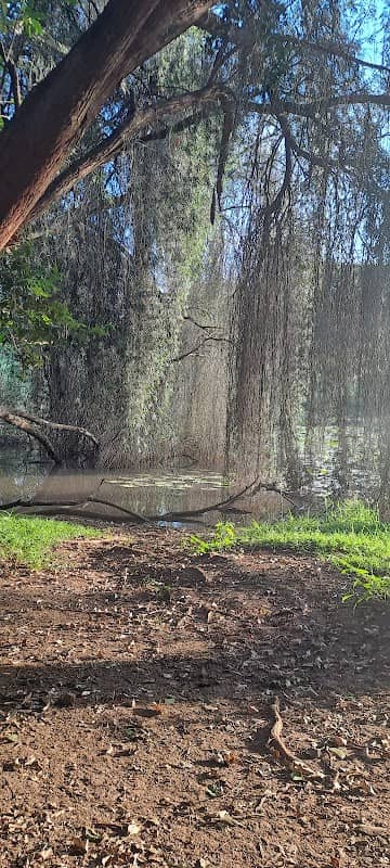 Section 1, Forest - Image 1