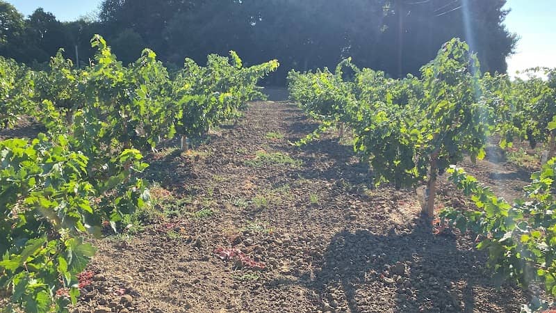 Welcome to the Petite Sirah Capital of the World - Image 2