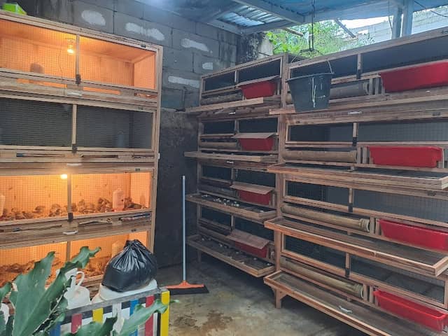 Wong Deso Farm - Image 1