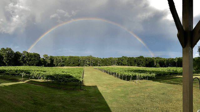 Enoree River Vineyards and Winery - Image 1