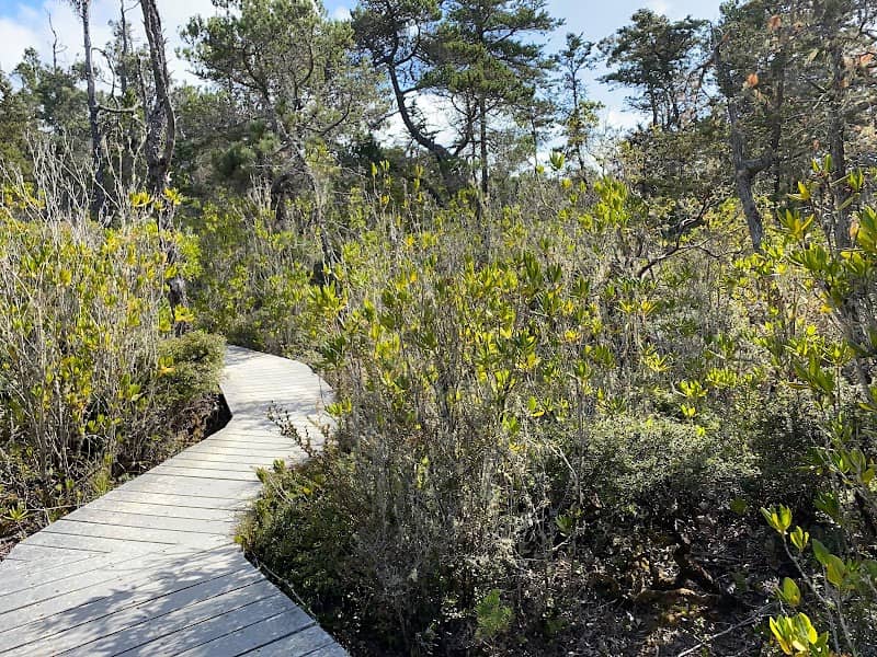Jug Handle State Natural Reserve - Image 3
