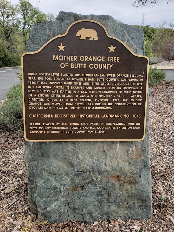 Mother Orange Tree of Butte County - Image 1