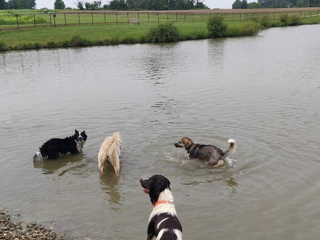 Canine Meadow - Dog Park - Image 1
