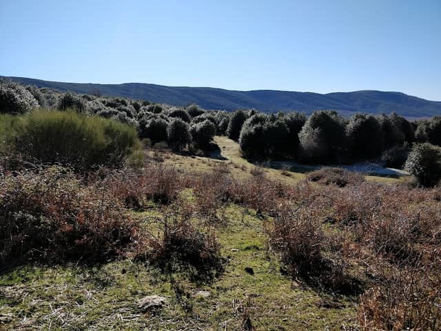 La Acebeda de Prádena - Image 1