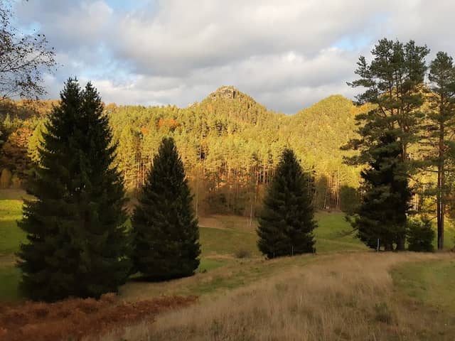 Pfeifer's Wood - Image 2
