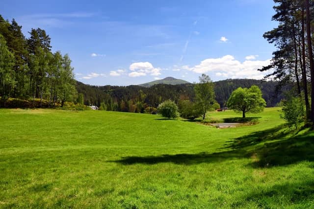 Pfeifer's Wood - Image 3