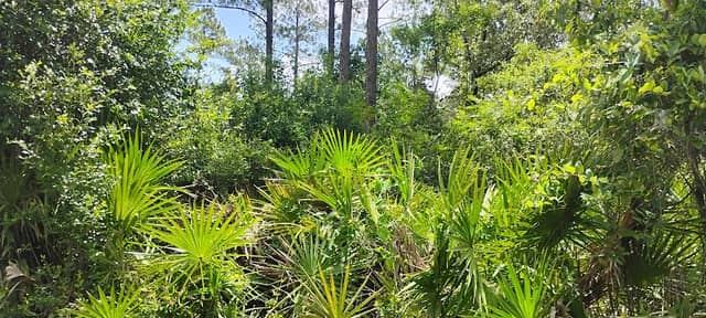 Perdido River Nature Preserve - Image 1