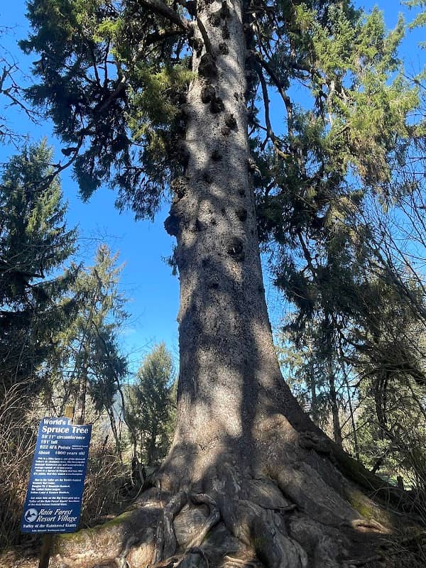 World's Largest Sitka Spruce - Image 1