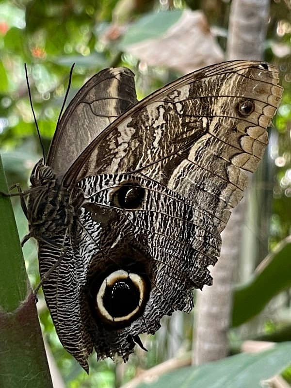 Butterfly Pavilion - Image 3
