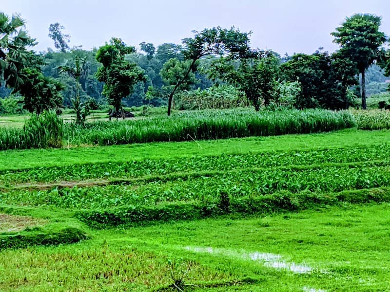 অরন্যপুর, বিবির বাজার - Image 1