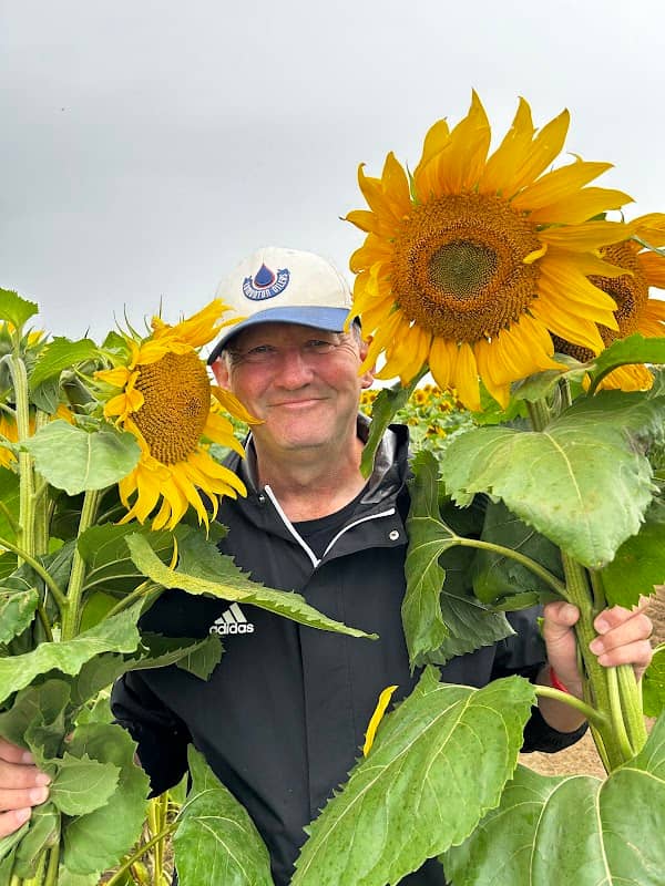 East Boldon Sunflowers - Image 2