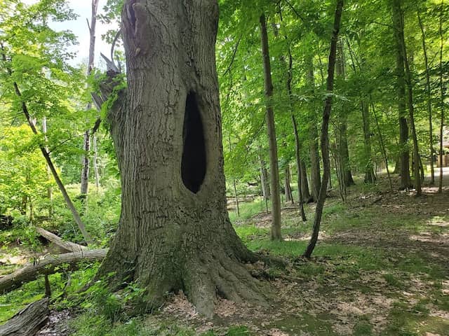 Gully Brook Park - Image 2