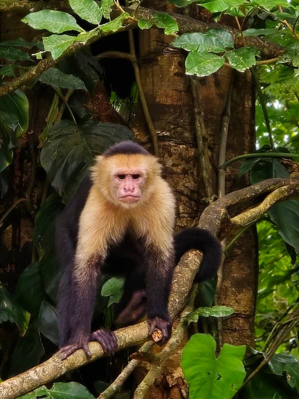 Monkey Park la Fortuna - Image 1